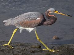 (Tricolored Heron) walking (Tricolored Heron) walking