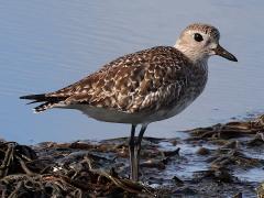 (Black-bellied Plover) profile (Black-bellied Plover) profile