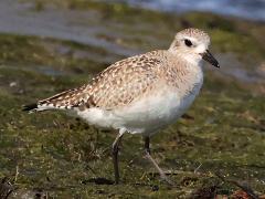 (Black-bellied Plover) standing (Black-bellied Plover) standing