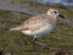 (Black-bellied Plover) walking (Black-bellied Plover) walking