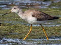 (Greater Yellowlegs) striding (Greater Yellowlegs) striding