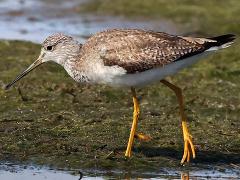 (Greater Yellowlegs) walking (Greater Yellowlegs) walking