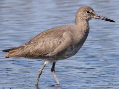 (Willet) profile (Willet) profile