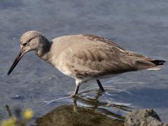 (Willet) wading (Willet) wading