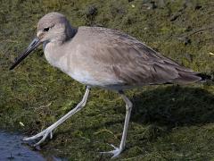 (Willet) walking (Willet) walking