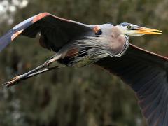 (Great Blue Heron) flapping (Great Blue Heron) flapping