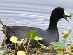 (American Coot) feeding (American Coot) feeding