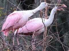 (Roseate Spoonbill) courtship (Roseate Spoonbill) courtship
