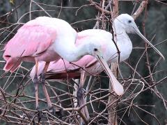 (Roseate Spoonbill) pair (Roseate Spoonbill) pair