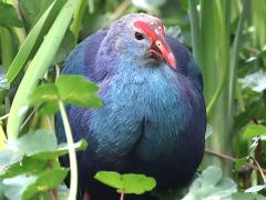 (Grey-headed Swamphen) face (Grey-headed Swamphen) face
