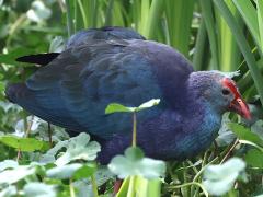 (Grey-headed Swamphen) profile (Grey-headed Swamphen) profile