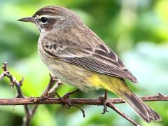 (Palm Warbler) rump
