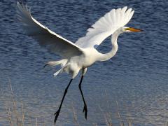 (Great Egret) blastoff (Great Egret) blastoff