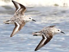 (Sanderling) flight (Sanderling) flight
