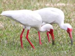 (White Ibis) feeding (White Ibis) feeding