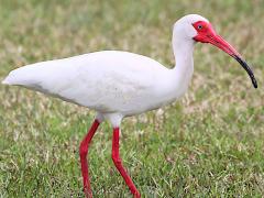 (White Ibis) walking (White Ibis) walking