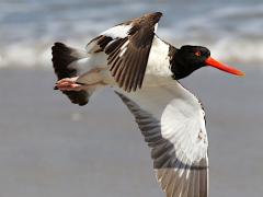 (American Oystercatcher) flight (American Oystercatcher) flight