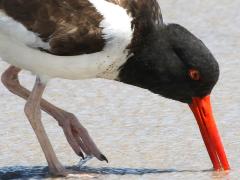 (American Oystercatcher) foraging (American Oystercatcher) foraging