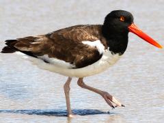 (American Oystercatcher) walking (American Oystercatcher) walking