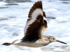 (Willet) flight (Willet) flight