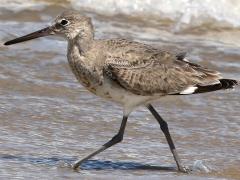 (Willet) walking (Willet) walking