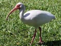 (White Ibis) profile (White Ibis) profile