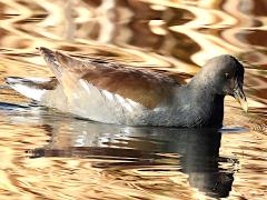 (Common Gallinule) juvenile (Common Gallinule) juvenile