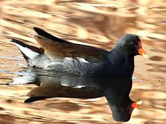 (Common Gallinule) swimming (Common Gallinule) swimming