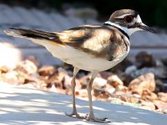 (Killdeer) standing (Killdeer) standing