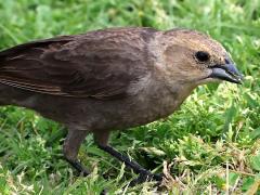 (Brown-headed Cowbird) female