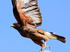 (Harris's Hawk) takeoff