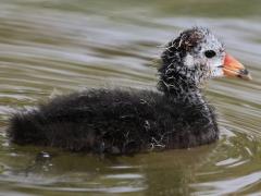 (American Coot) juvenile (American Coot) juvenile