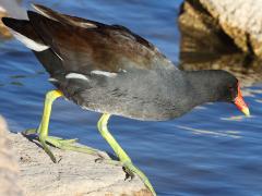 (Common Gallinule) walking (Common Gallinule) walking
