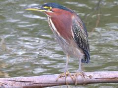 (Green Heron) standing (Green Heron) standing