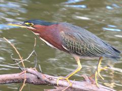 (Green Heron) walking (Green Heron) walking