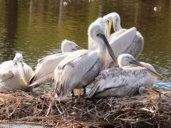 (Dalmatian Pelican) colony (Dalmatian Pelican) colony
