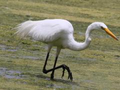 (Great Egret) stalking (Great Egret) stalking