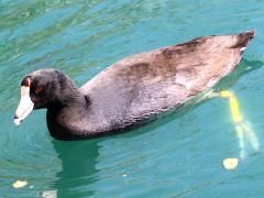 (American Coot) swimming (American Coot) swimming