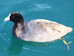 (American Coot) swimming (American Coot) swimming