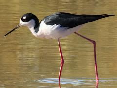 (Black-necked Stilt) walking (Black-necked Stilt) walking