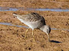 (Long-billed Dowitcher) forages (Long-billed Dowitcher) forages