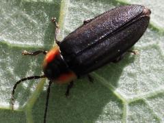 (Pyropyga Firefly) dorsal (Pyropyga Firefly) dorsal