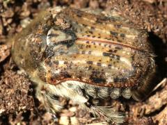 (Bumble Flower Beetle) dorsal (Bumble Flower Beetle) dorsal