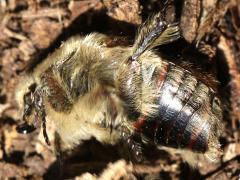 (Bumble Flower Beetle) lateral (Bumble Flower Beetle) lateral