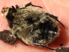 (Bumble Flower Beetle) ventral (Bumble Flower Beetle) ventral