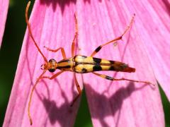 (Yellow-horned Flower Beetle) dorsal (Yellow-horned Flower Beetle) dorsal