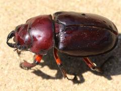 (Reddish-brown Stag Beetle) female dorsal (Reddish-brown Stag Beetle) female dorsal