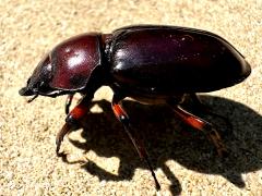 (Reddish-brown Stag Beetle) female profile (Reddish-brown Stag Beetle) female profile