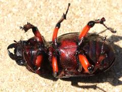 (Reddish-brown Stag Beetle) female ventral (Reddish-brown Stag Beetle) female ventral