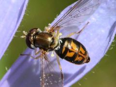 (Margined Calligrapher) female on Chicory (Margined Calligrapher) female on Chicory